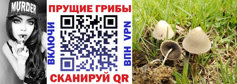 Галлюциногенные грибы MAGIC MUSHROOMS  Купить где  Вяземский 